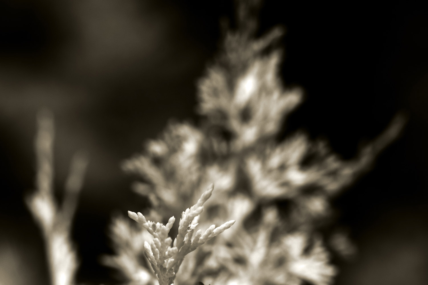 Infrared-109384