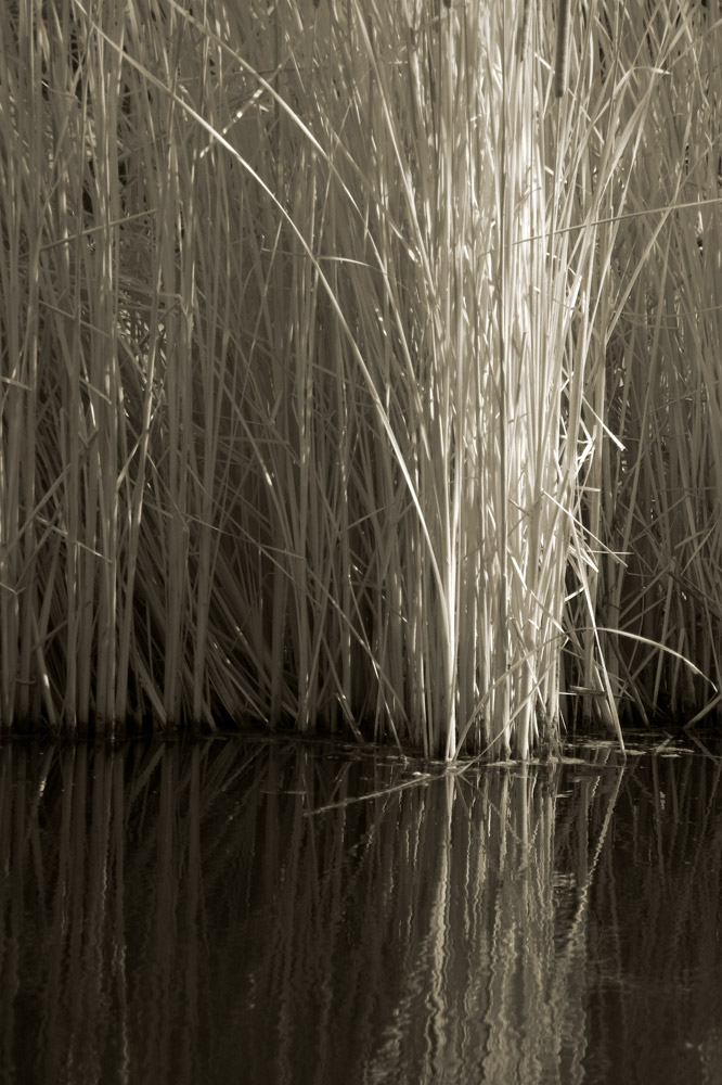 Patterns Of Nature-107222