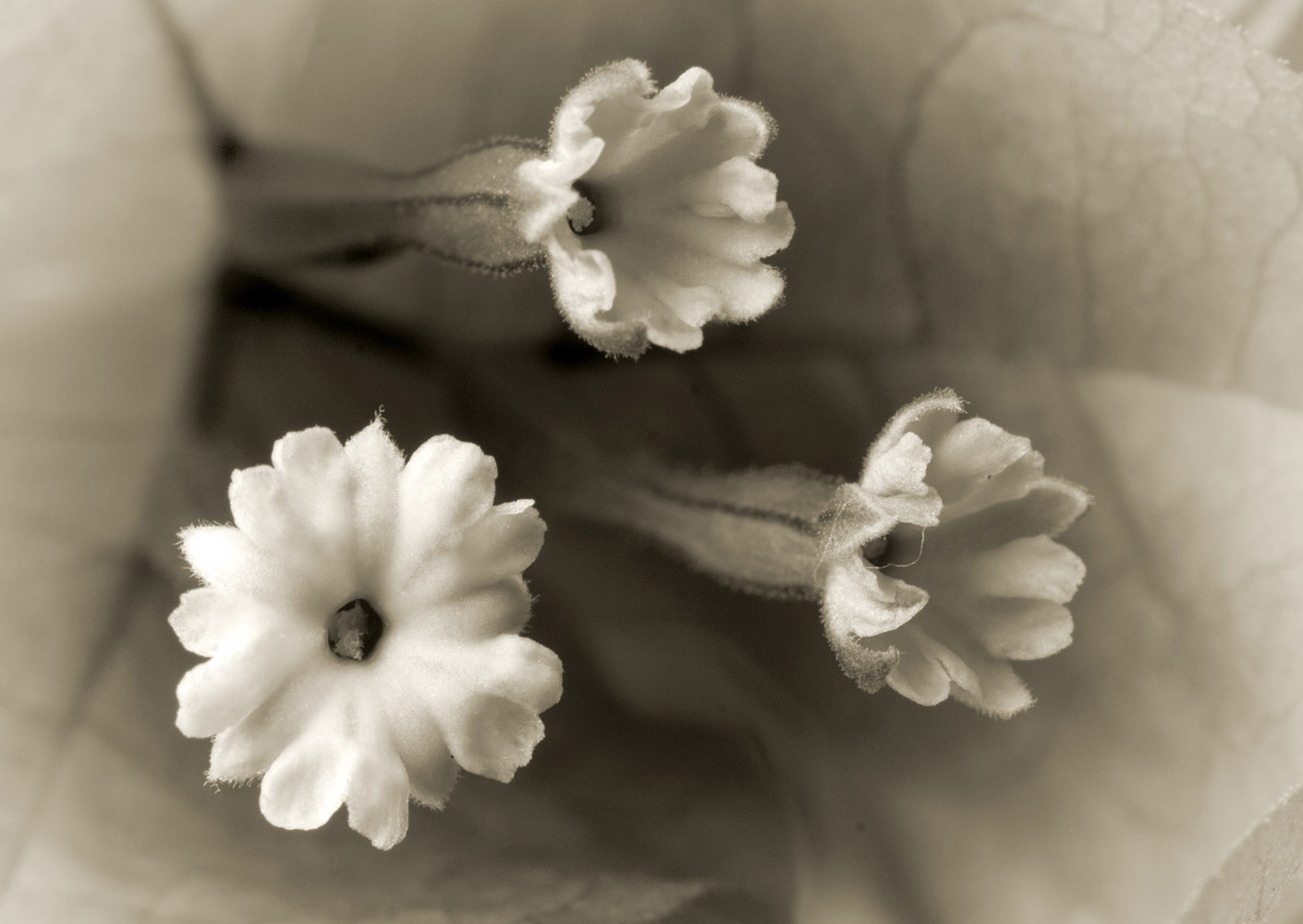 Flora-1001826