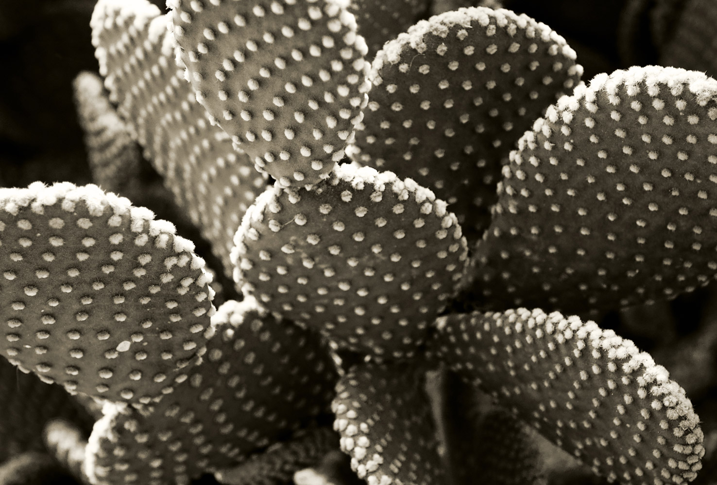Patterns Of Nature-100680