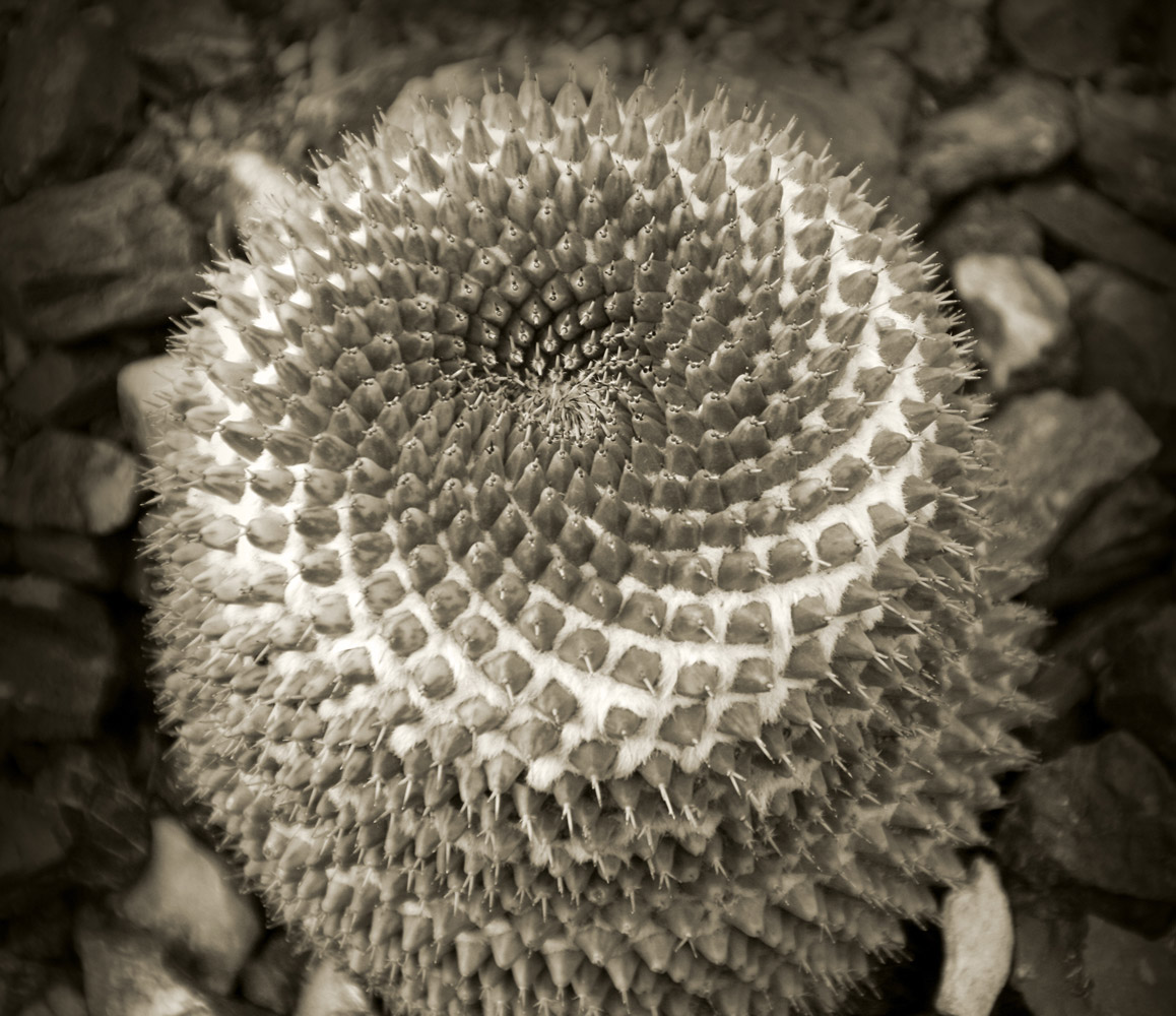 Patterns Of Nature-100848