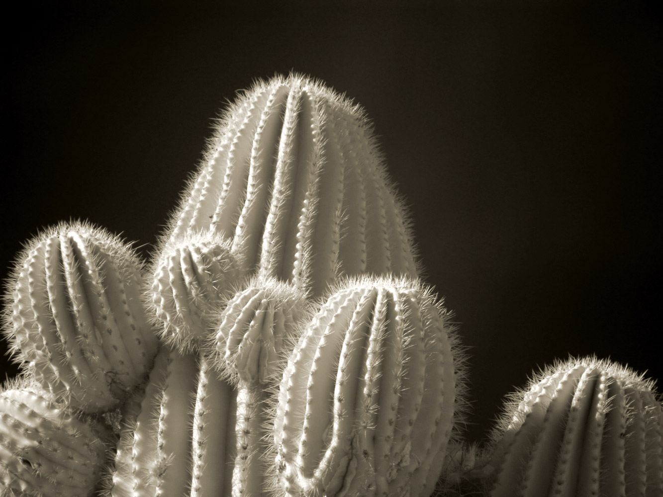 My AZ-Saguaro 6 Arm