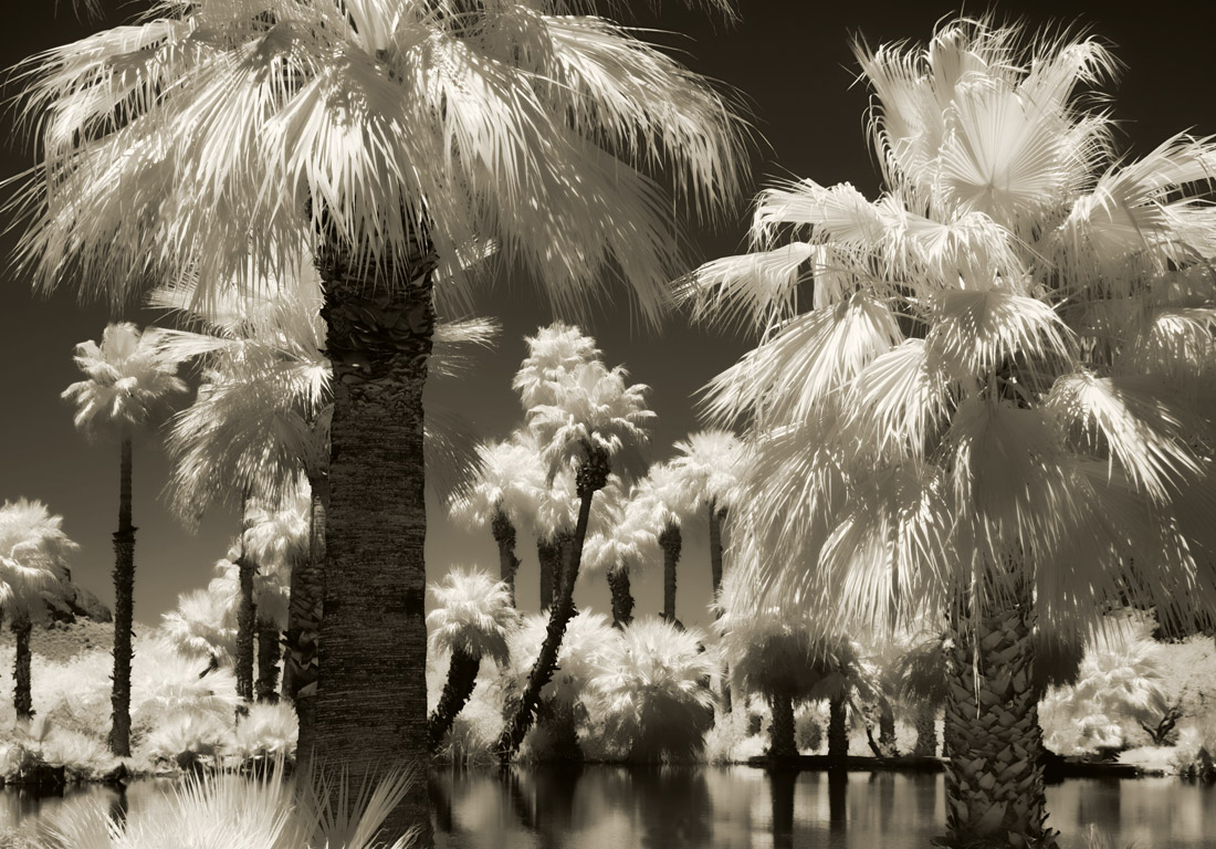 Infrared-10100251