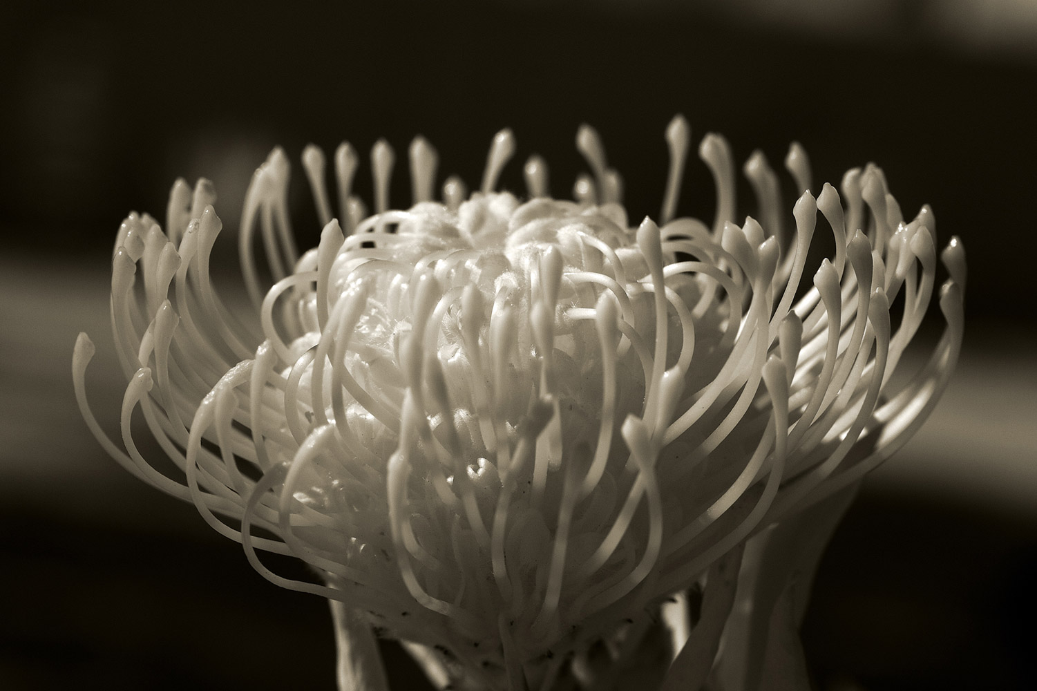 Flora-109651