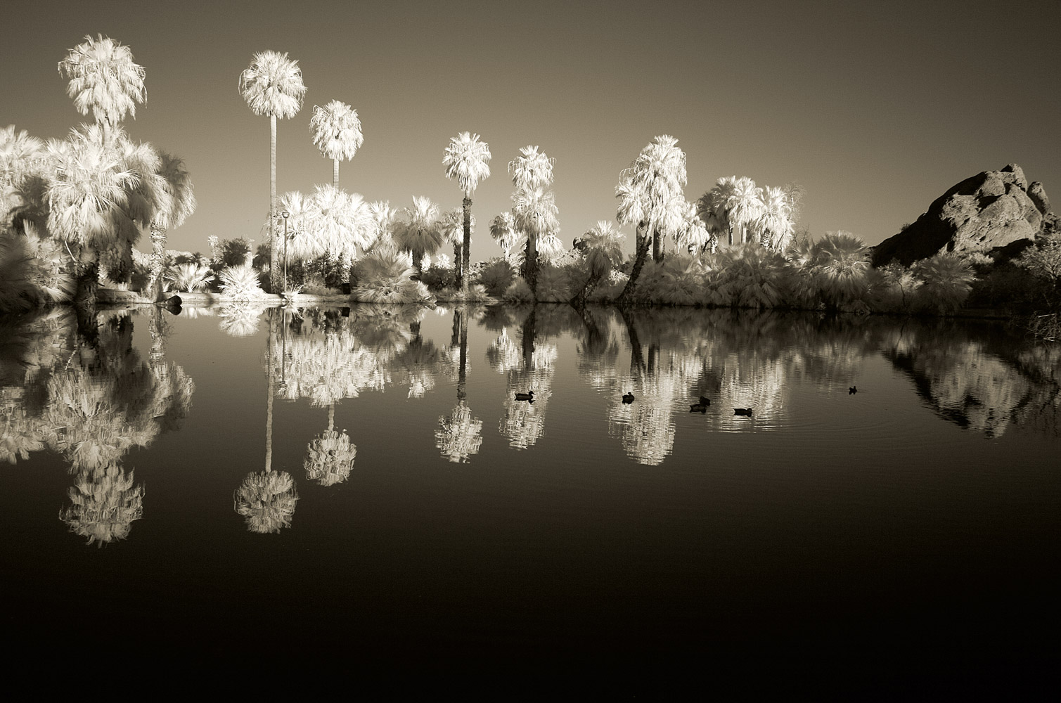 Infrared-9828