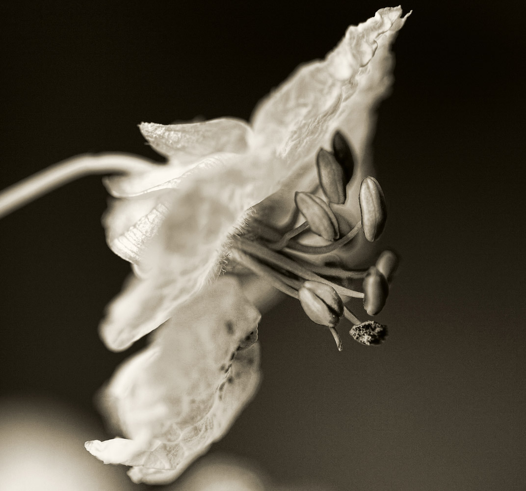 Flora-10103100