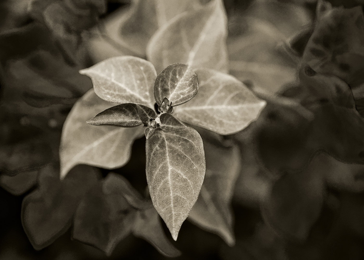 Patterns Of Nature-100637