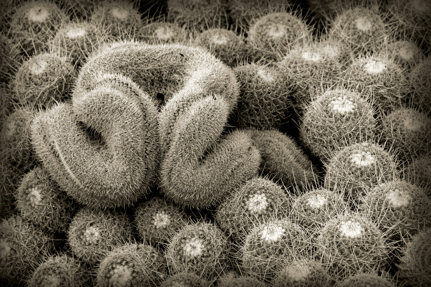 Patterns Of Nature-100851