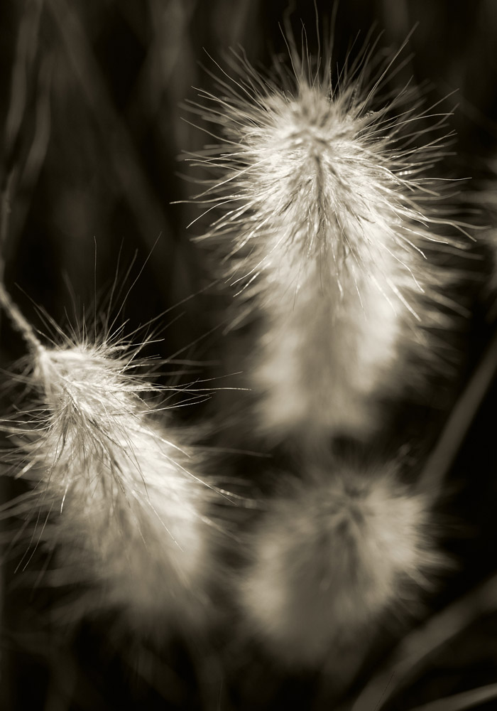 Flora-101425