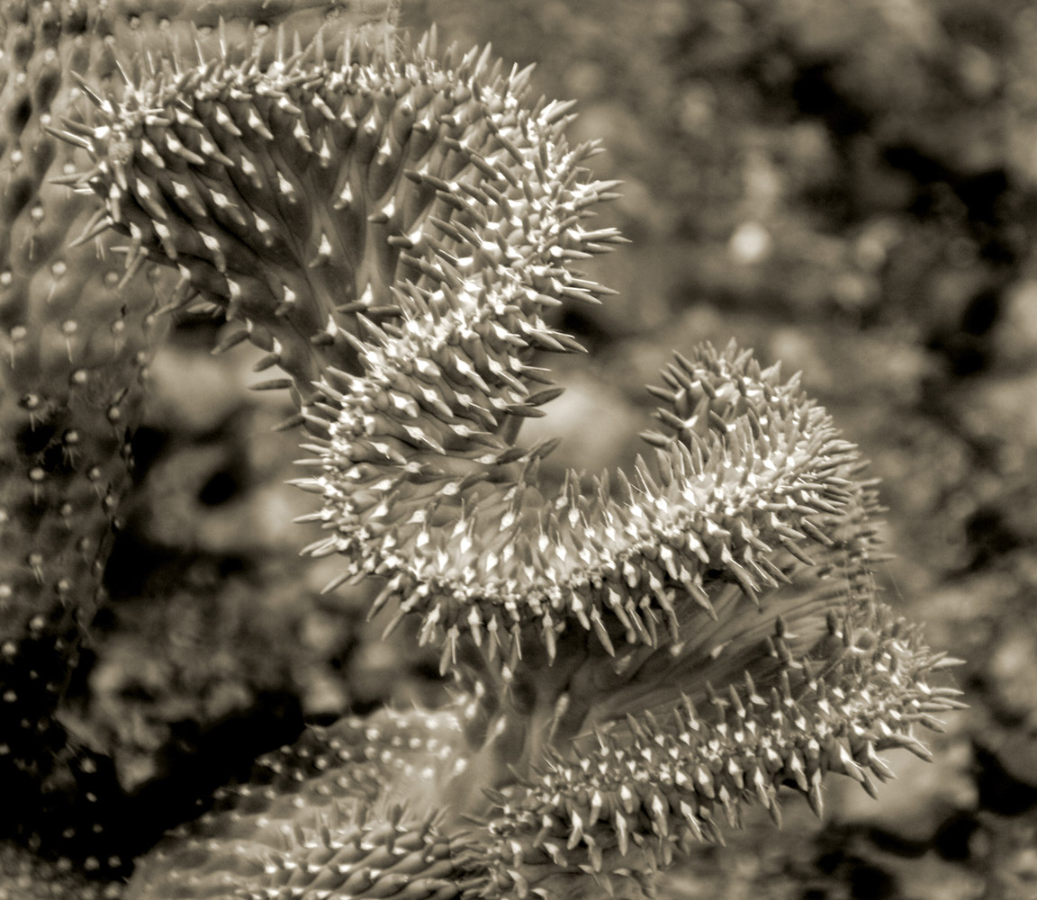 Patterns Of Nature-100839
