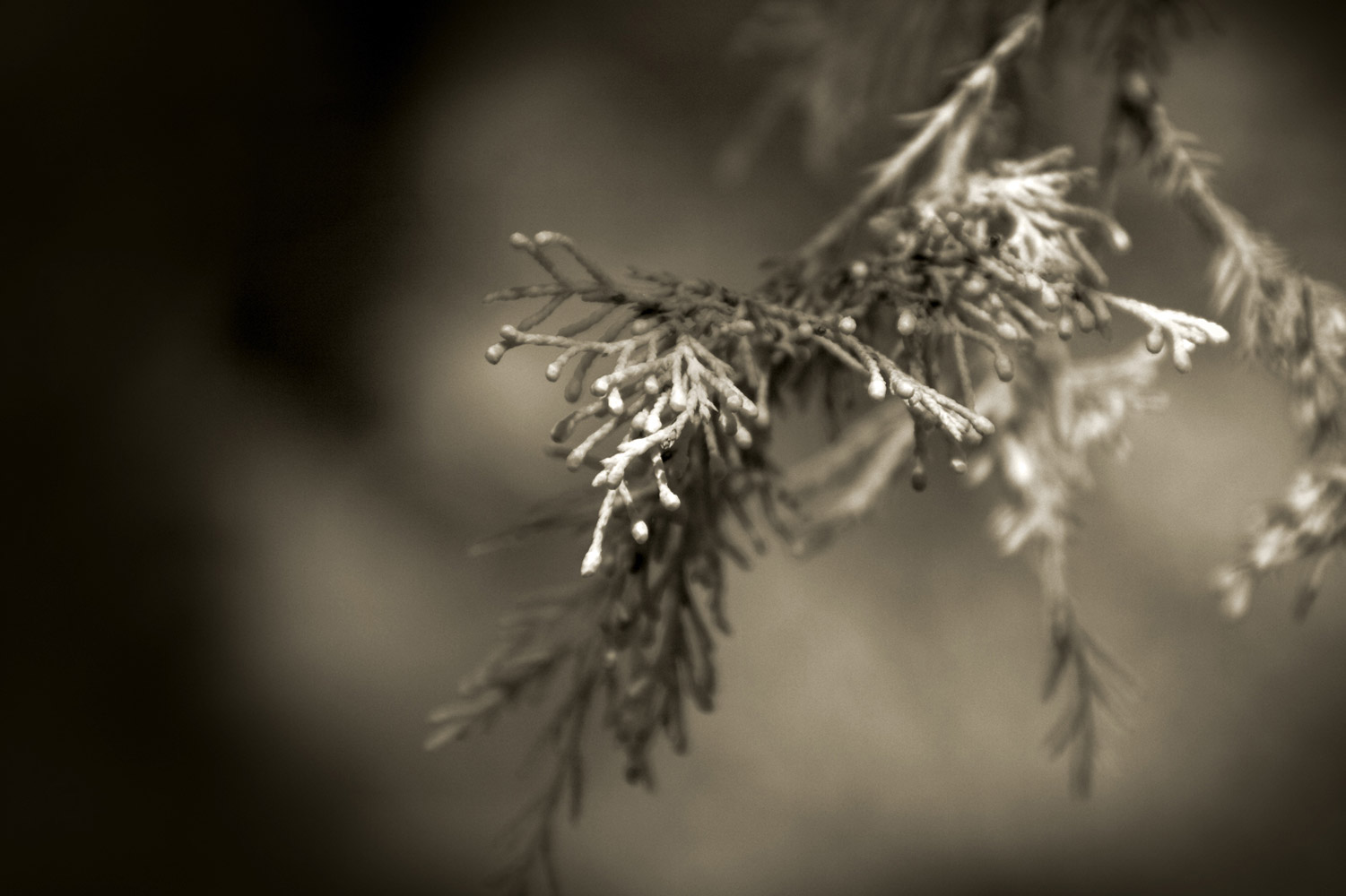 Flora-109311