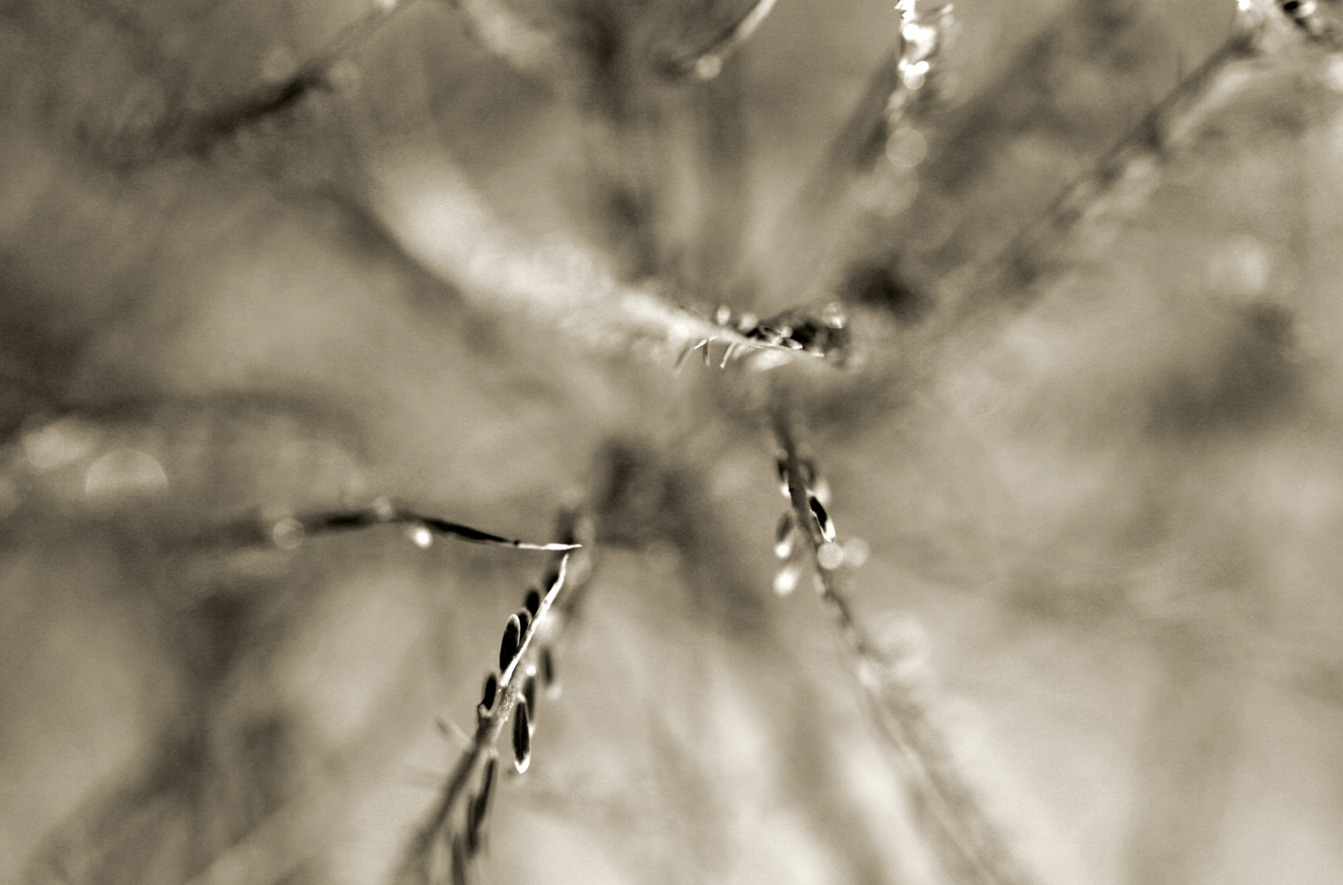 Patterns Of Nature-100993