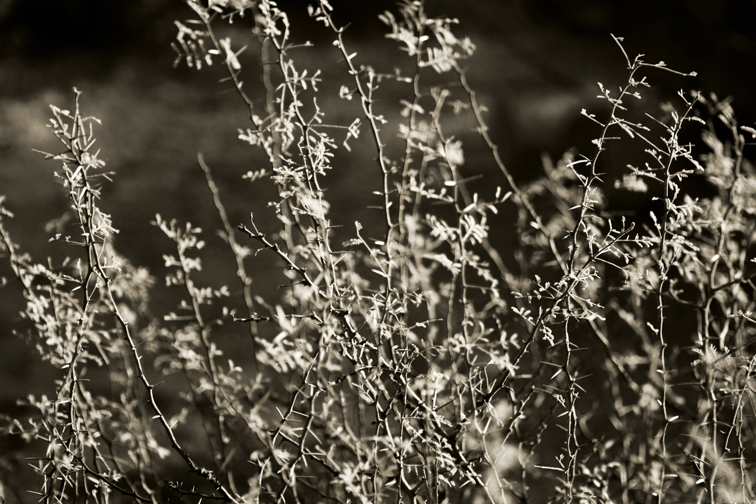 Patterns Of Nature-100035