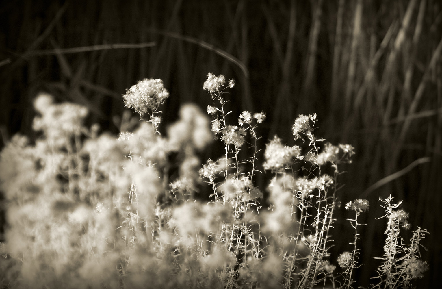 Infrared-107721