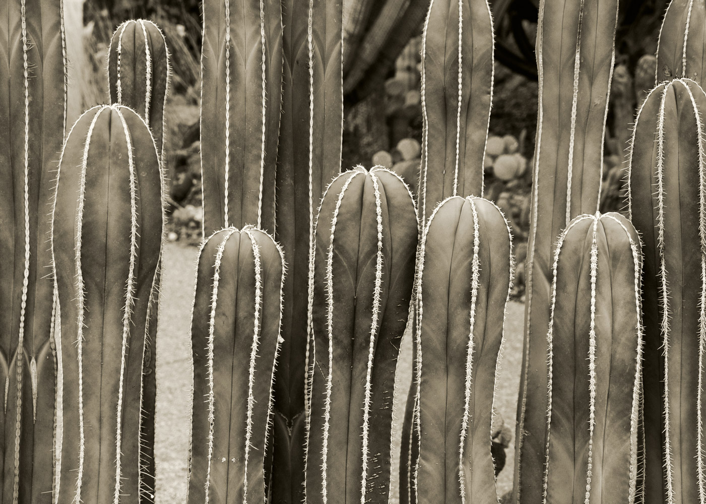 Patterns Of Nature-100830