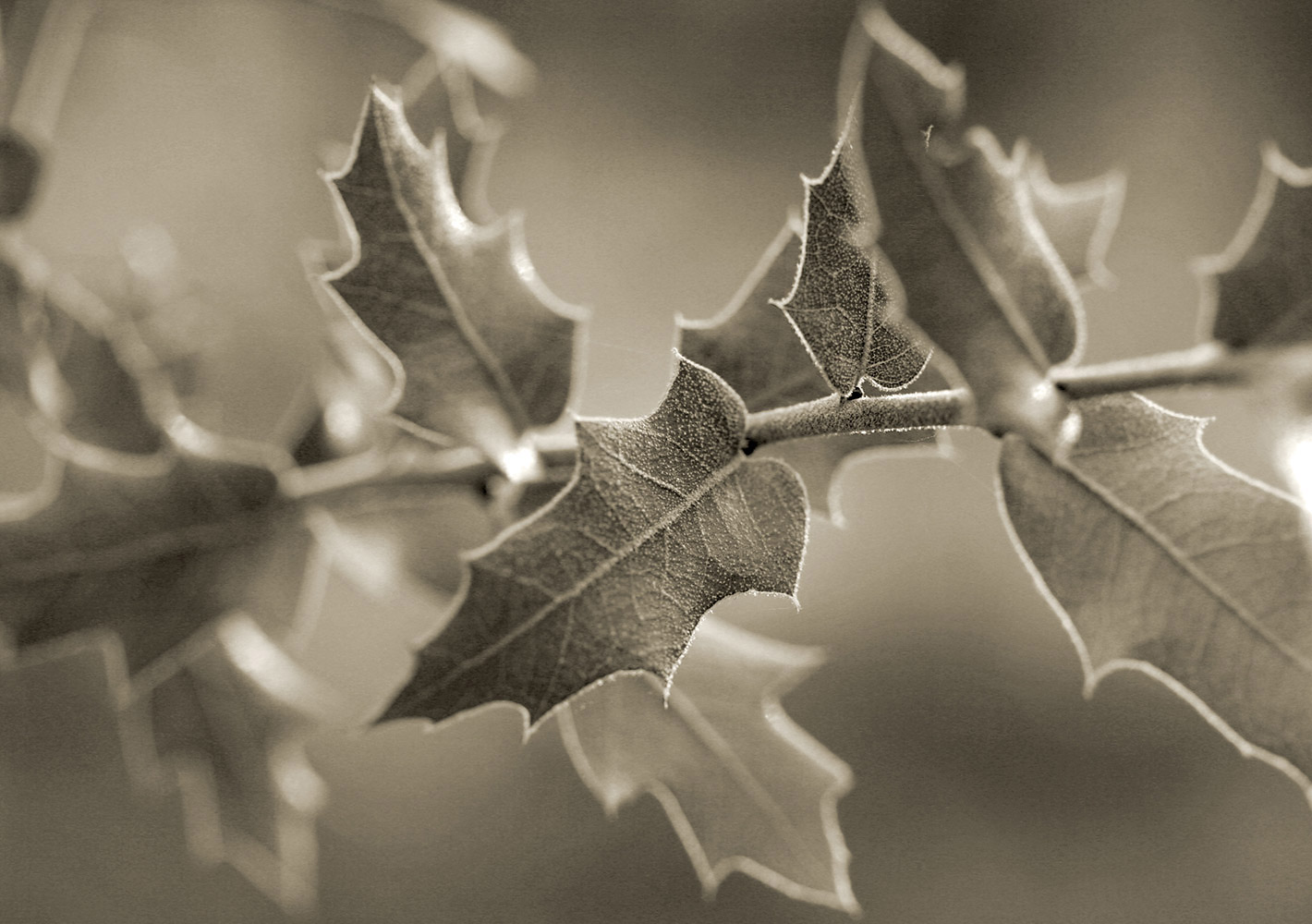 Patterns Of Nature-100563