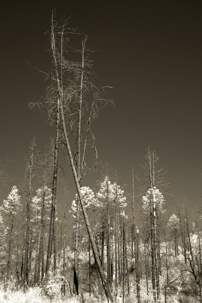 Infrared-9815