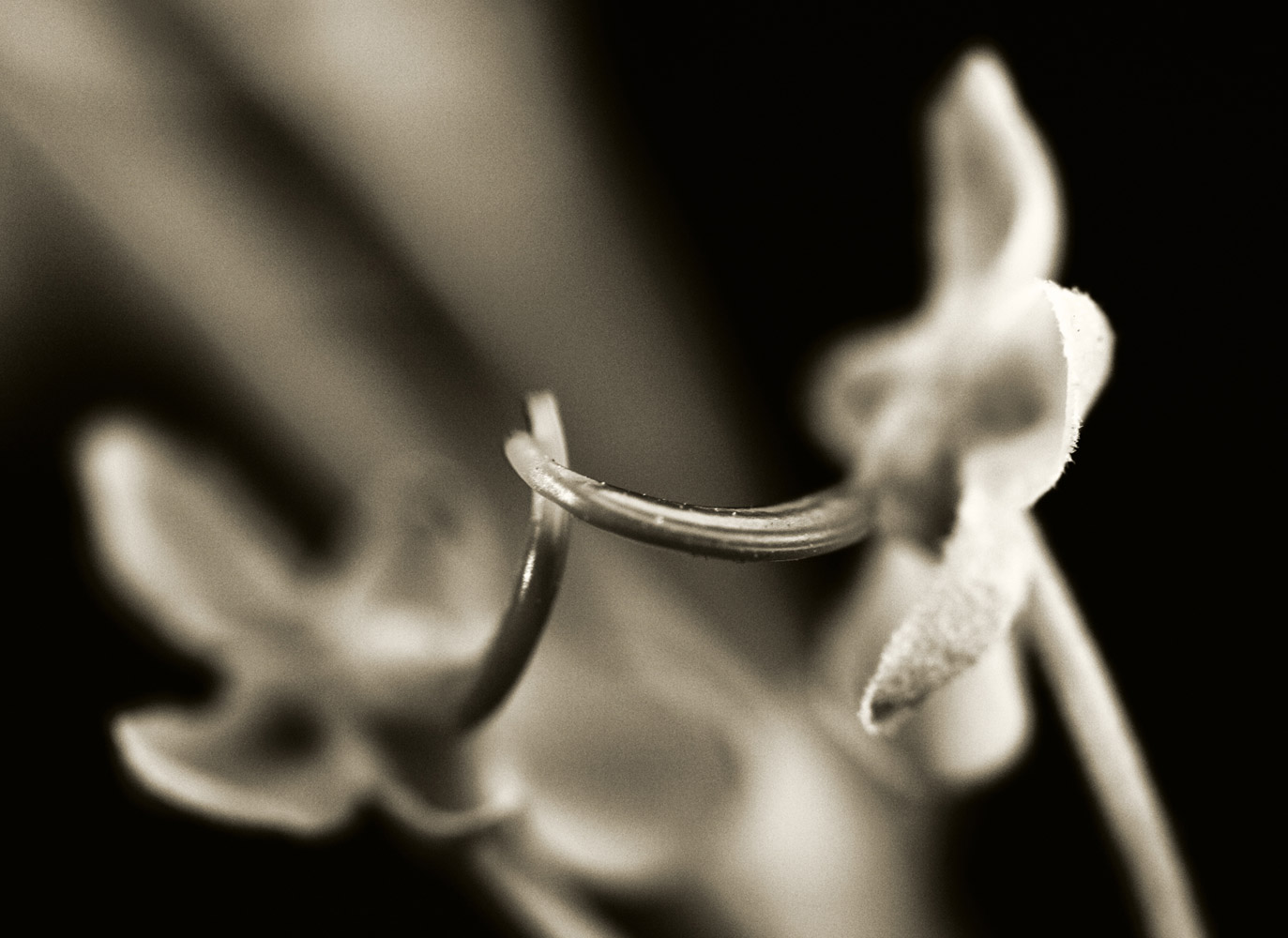 Flora-10102576