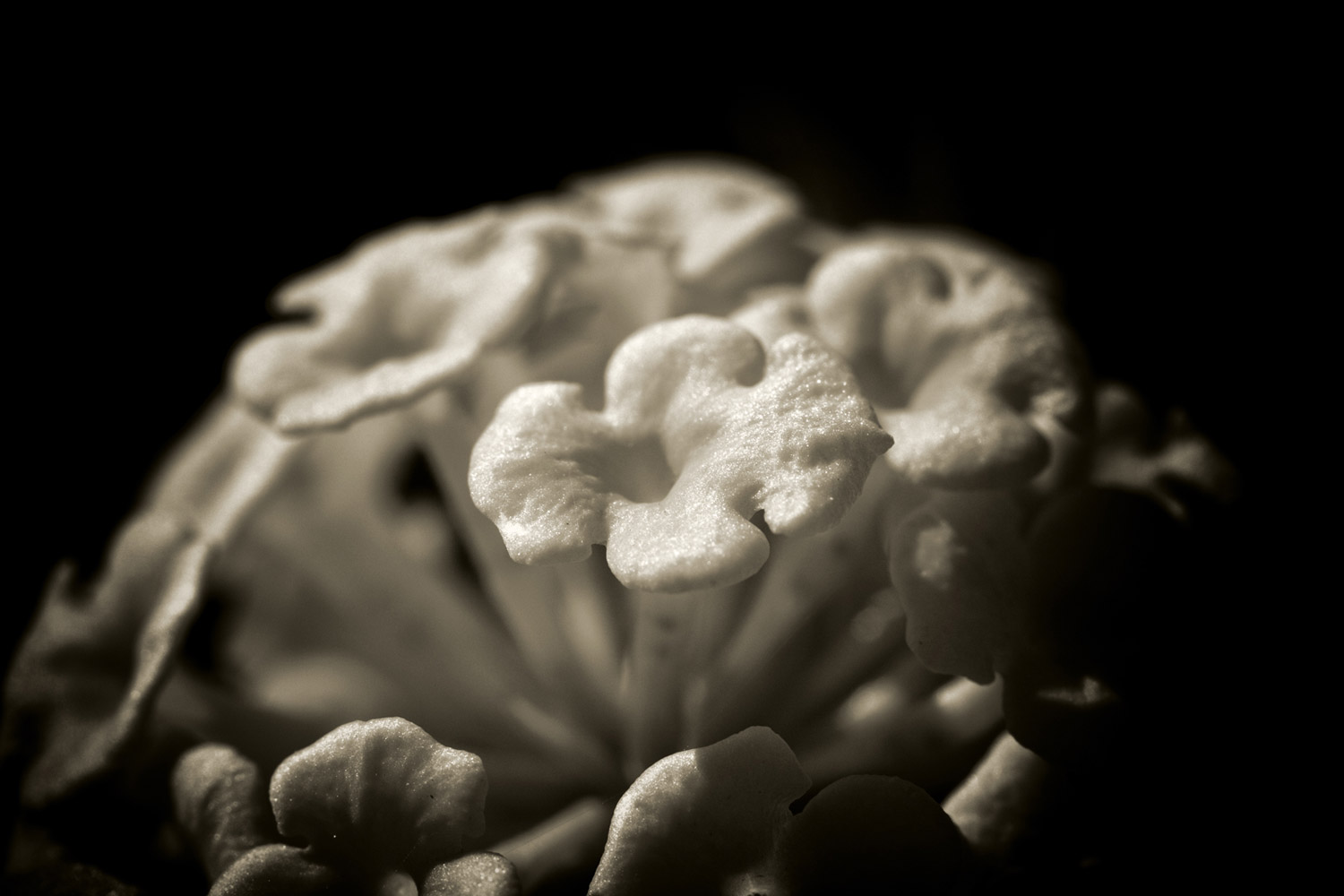 Flora-101306